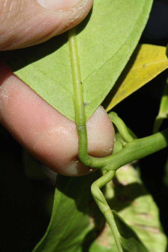            Petiole (Bream Tarocco, Riverside, CA)   